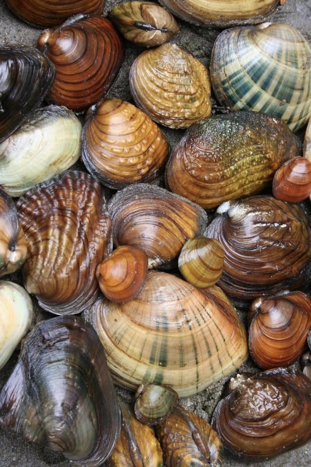 Mussel Survey - Lodge Park